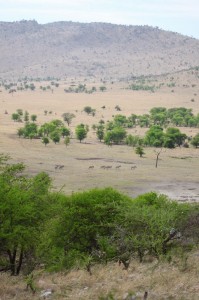 Serengeti Plains, Tanzania